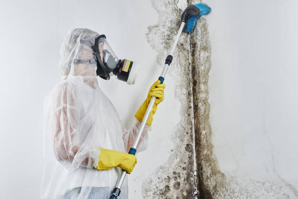 Best Residential Mold Remediation in Chamberlayne, VA