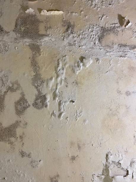 Best Black Mold Remediation in Chamberlayne, VA