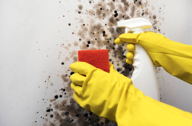 Chamberlayne, VA Mold Remediation Company