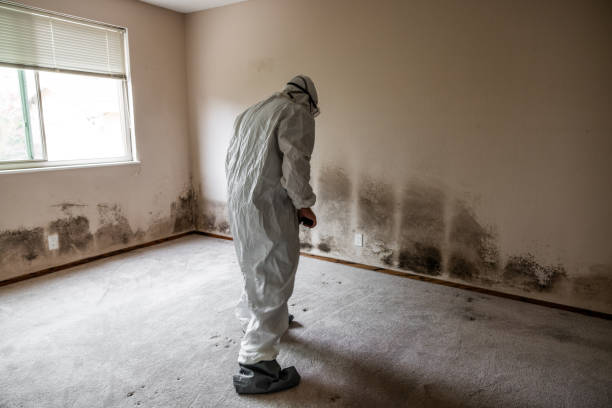 Best Mold Remediation for Specific Building Types in Chamberlayne, VA