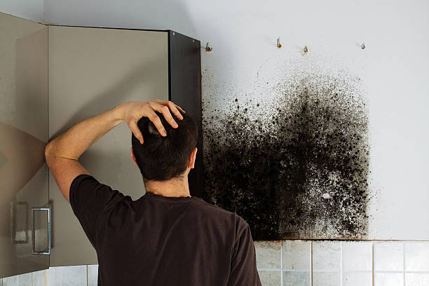Best Preventive Mold Services in Chamberlayne, VA