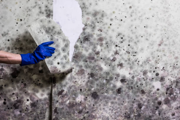 Best Residential Mold Remediation in Chamberlayne, VA